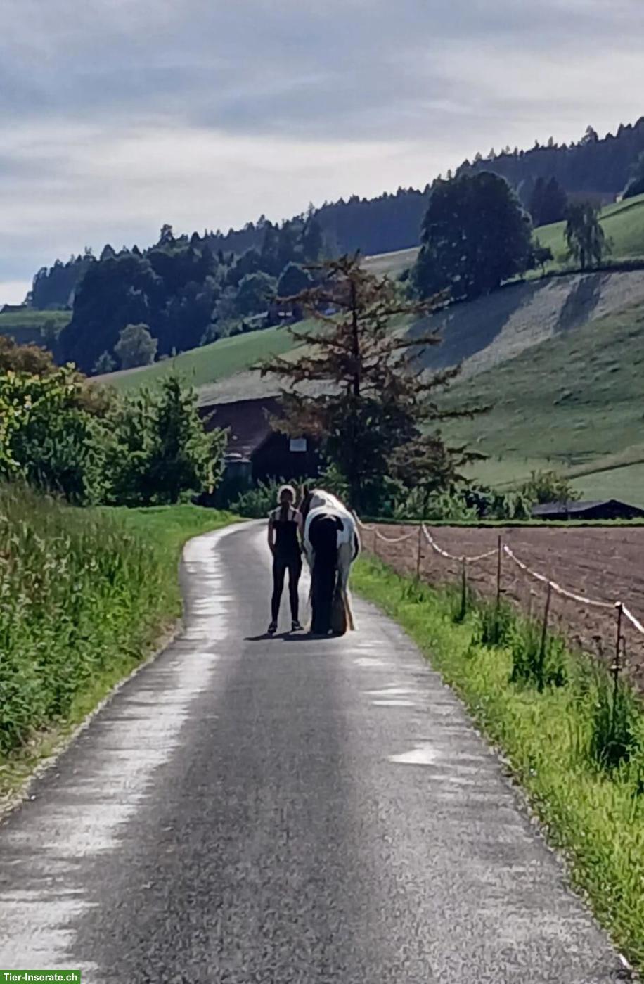 Suche Reitbeteiligung, Umgebung Konolfingen BE