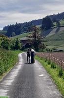 Suche Reitbeteiligung, Umgebung Konolfingen BE