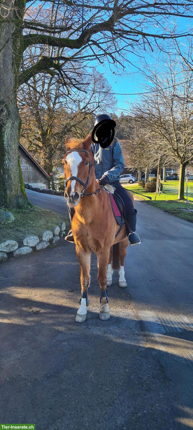 Bild 2: Suche Reitbeteiligung, Umgebung Konolfingen BE