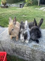 Junge Löwenkopf Mix Kaninchen