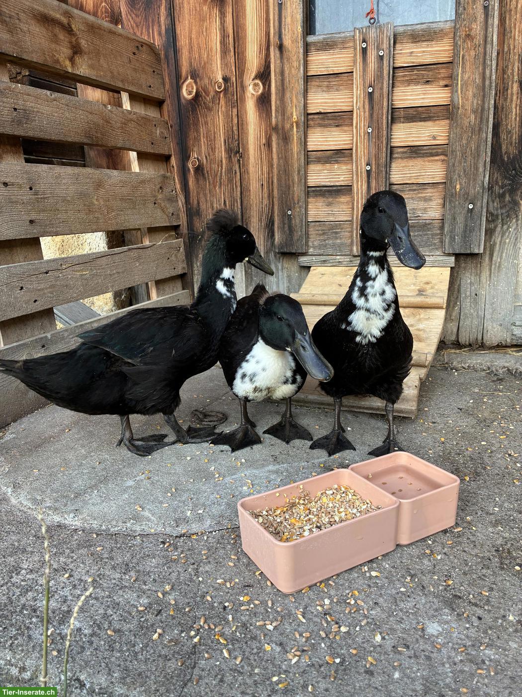 3 Laufenten Erpel (Bio) zu verkaufen