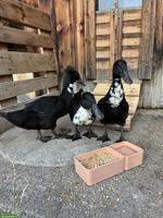 3 Laufenten Erpel (Bio) zu verkaufen