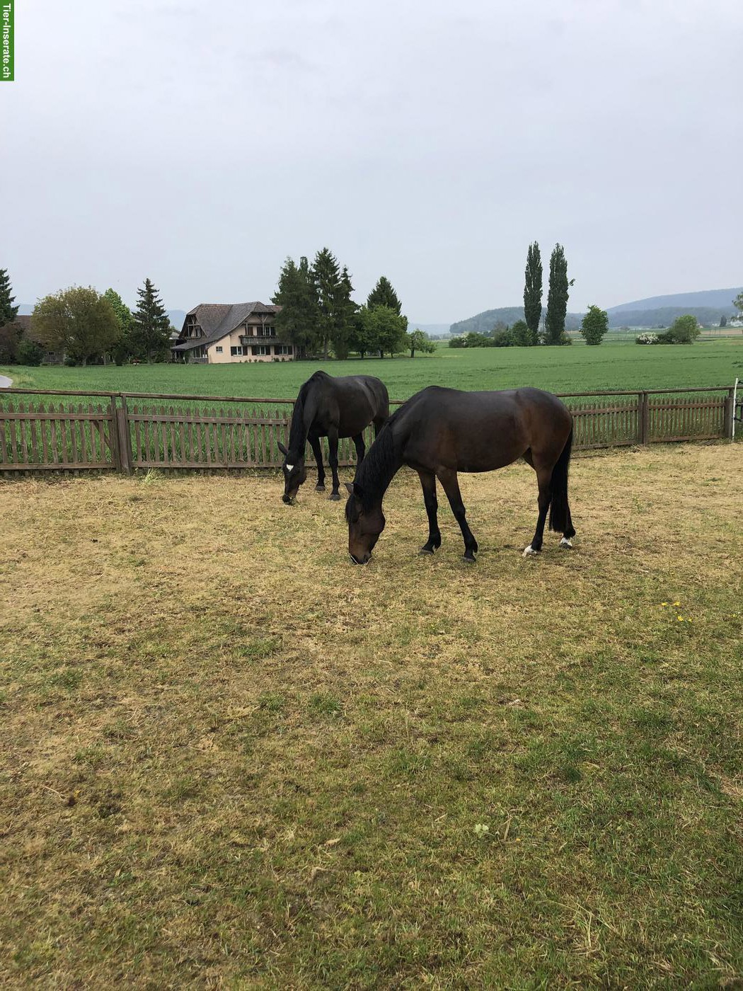 Kleinpferd ans Futter gesucht
