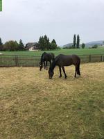Kleinpferd ans Futter gesucht