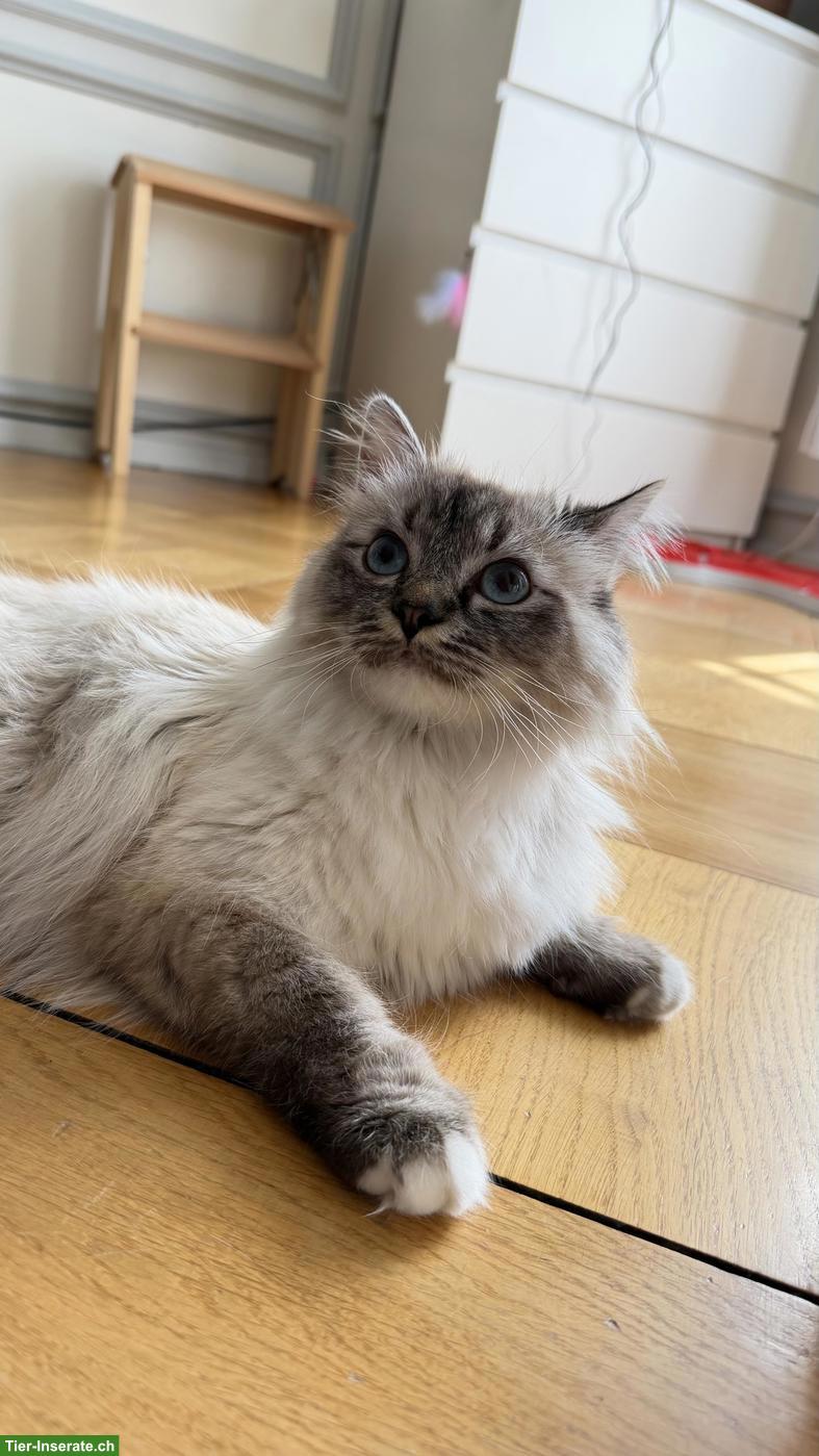 Süsse Heilige Birma x Perser Mix Kätzin