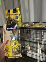 Nymphensittich Pärchen mit oder ohne Käfig