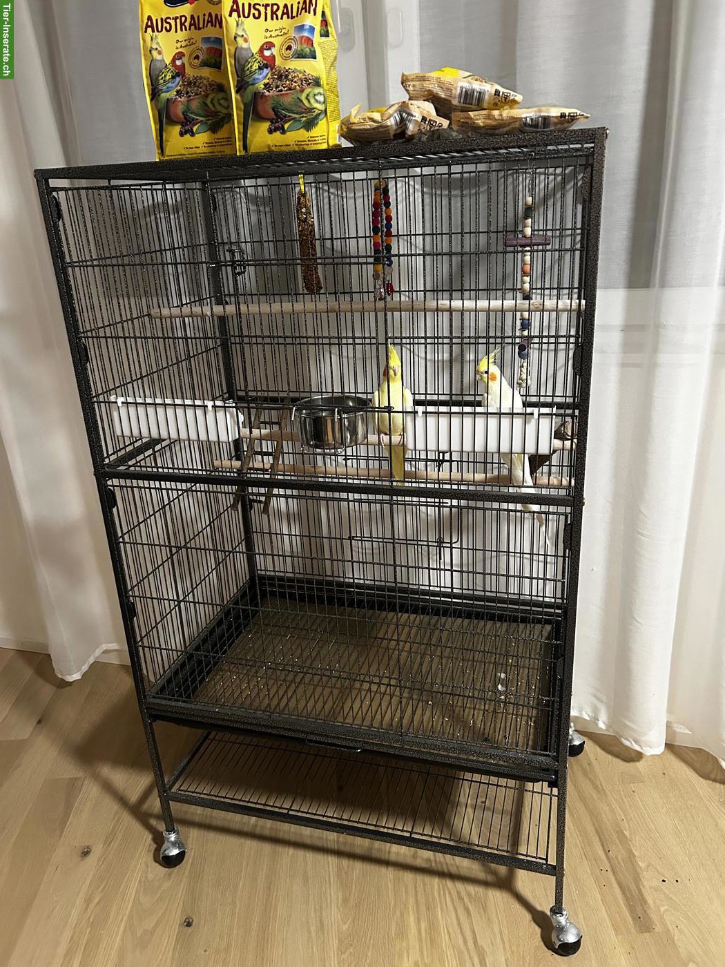 Bild 2: Nymphensittich Pärchen mit oder ohne Käfig