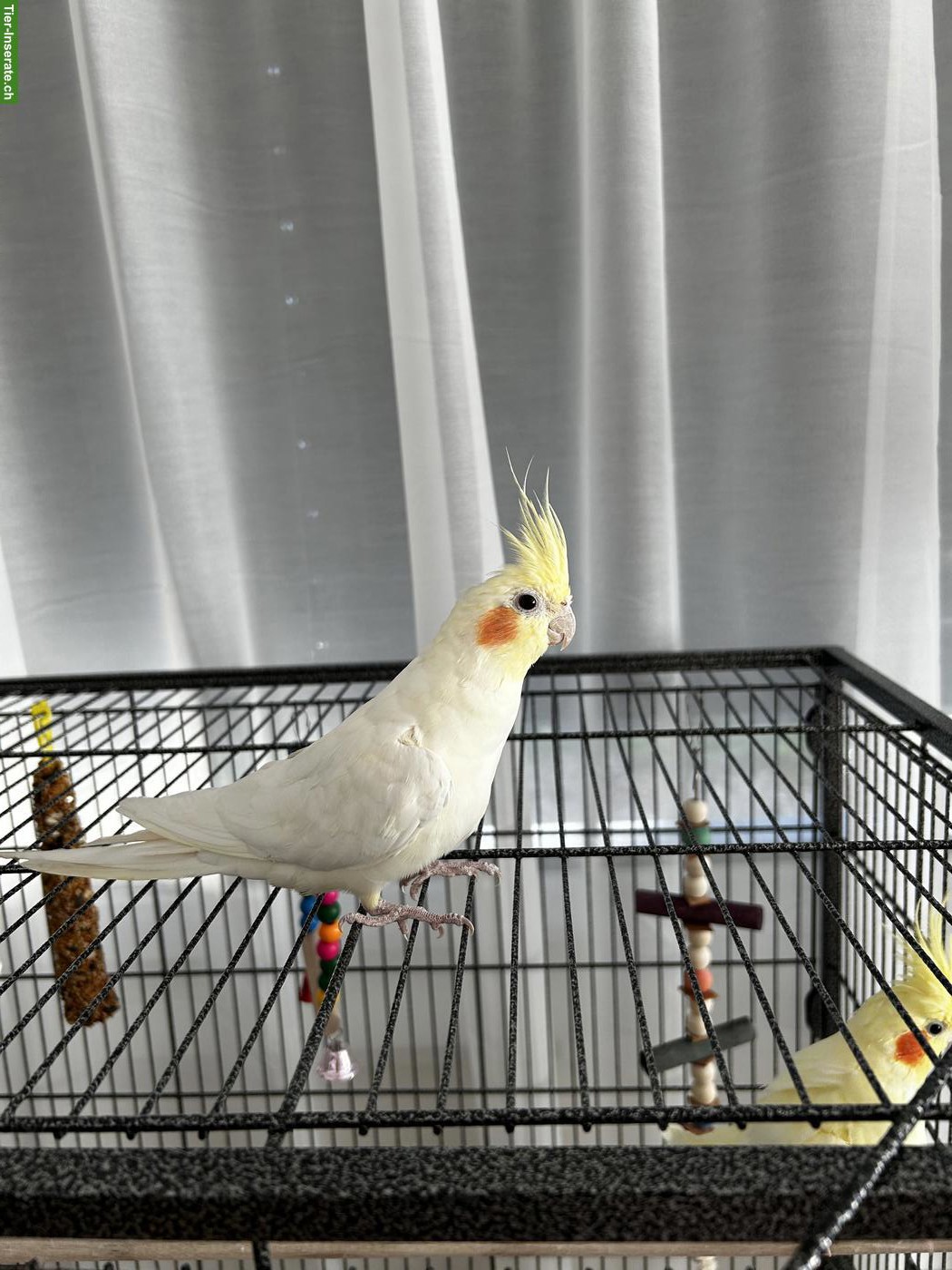 Bild 5: Nymphensittich Pärchen mit oder ohne Käfig