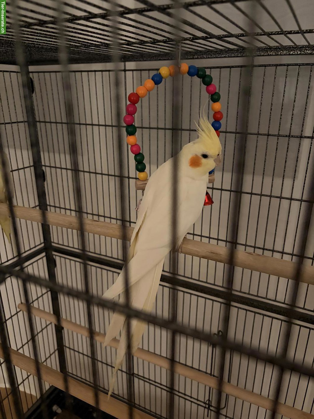 Bild 6: Nymphensittich Pärchen mit oder ohne Käfig