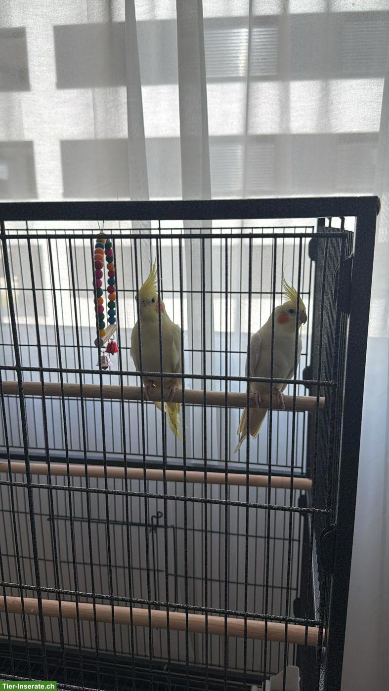Bild 7: Nymphensittich Pärchen mit oder ohne Käfig