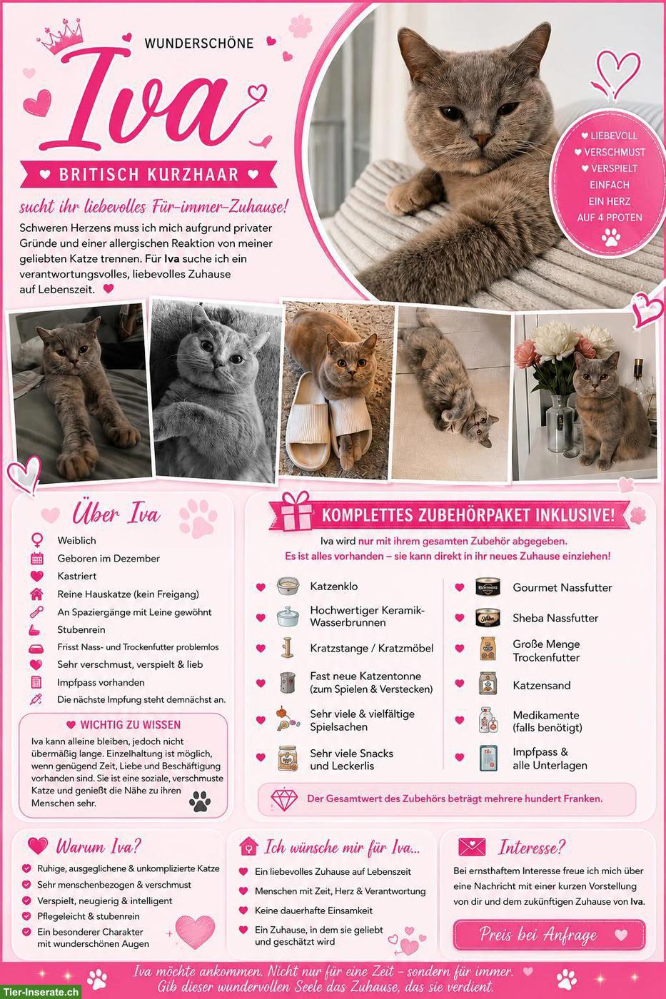 Britisch Kurzhaar Katze Iva sucht liebes Zuhause