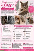 Britisch Kurzhaar Katze Iva sucht liebes Zuhause