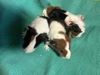 2 schöne Meerschweinchen Babys zu verkaufen