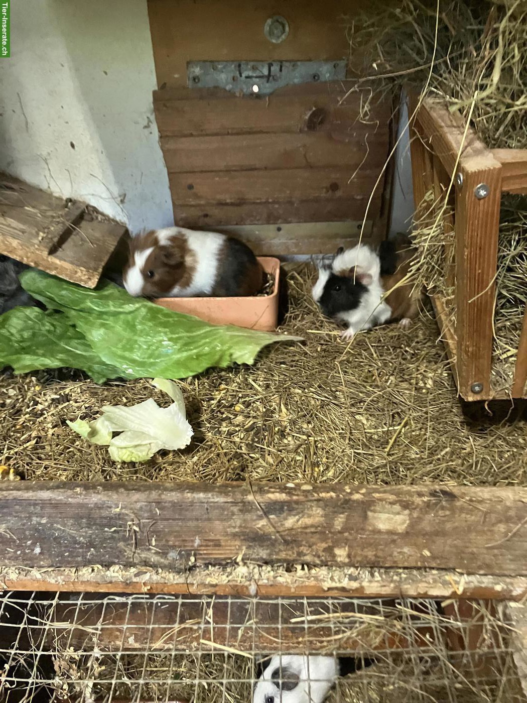 Bild 2: 2 schöne Meerschweinchen Babys zu verkaufen