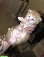 Wunderschöner Perser Kitten, Kater