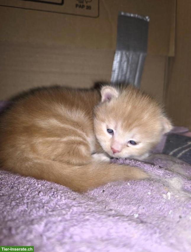 Bild 2: Wunderschöner Perser Kitten, Kater