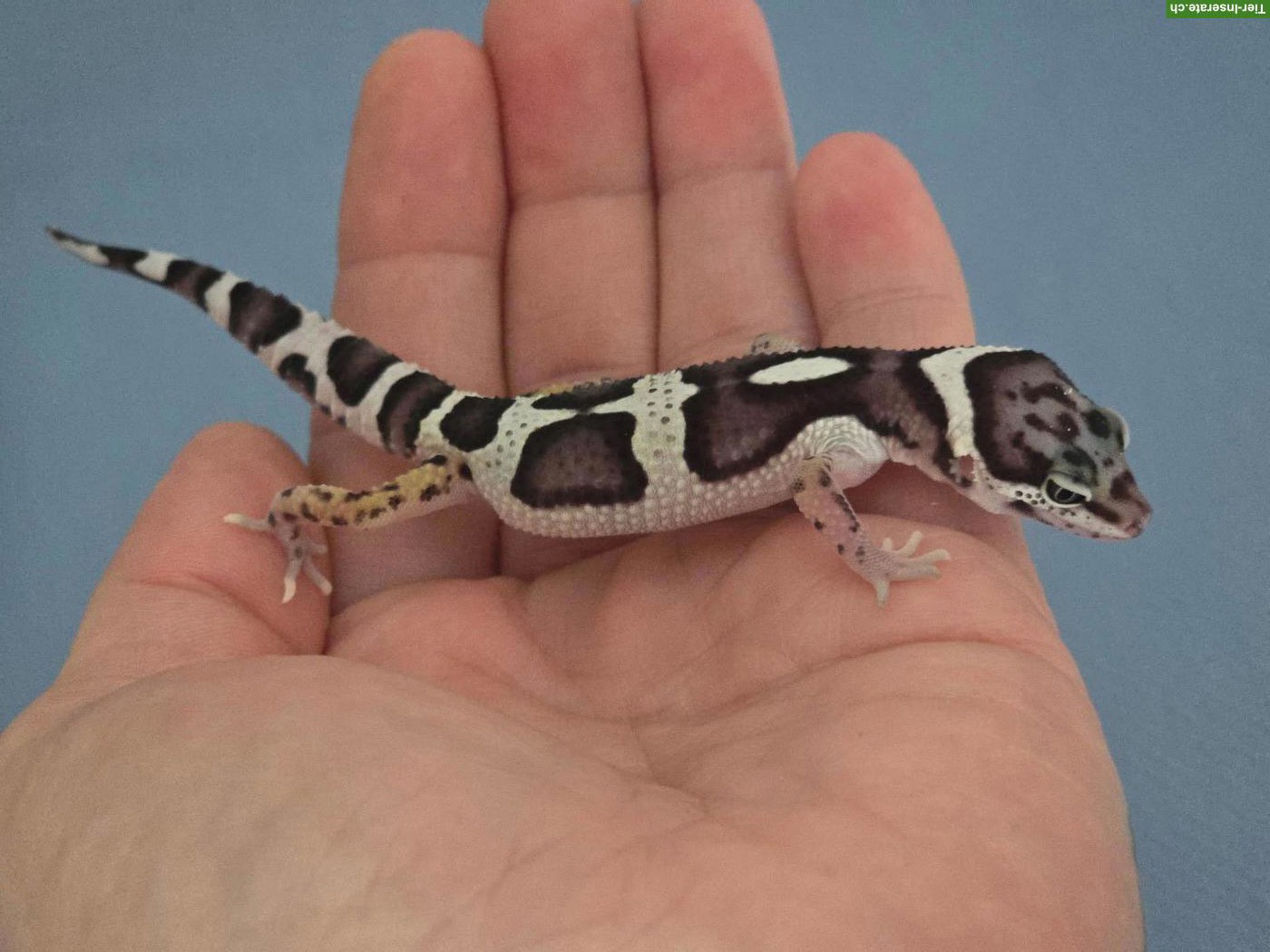 Black Night Mack Snow Leopardgecko Weibchen