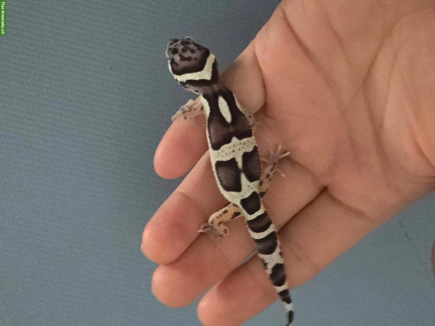 Bild 2: Black Night Mack Snow Leopardgecko Weibchen