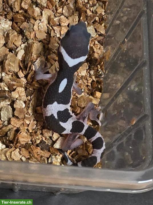 Bild 3: Black Night Mack Snow Leopardgecko Weibchen