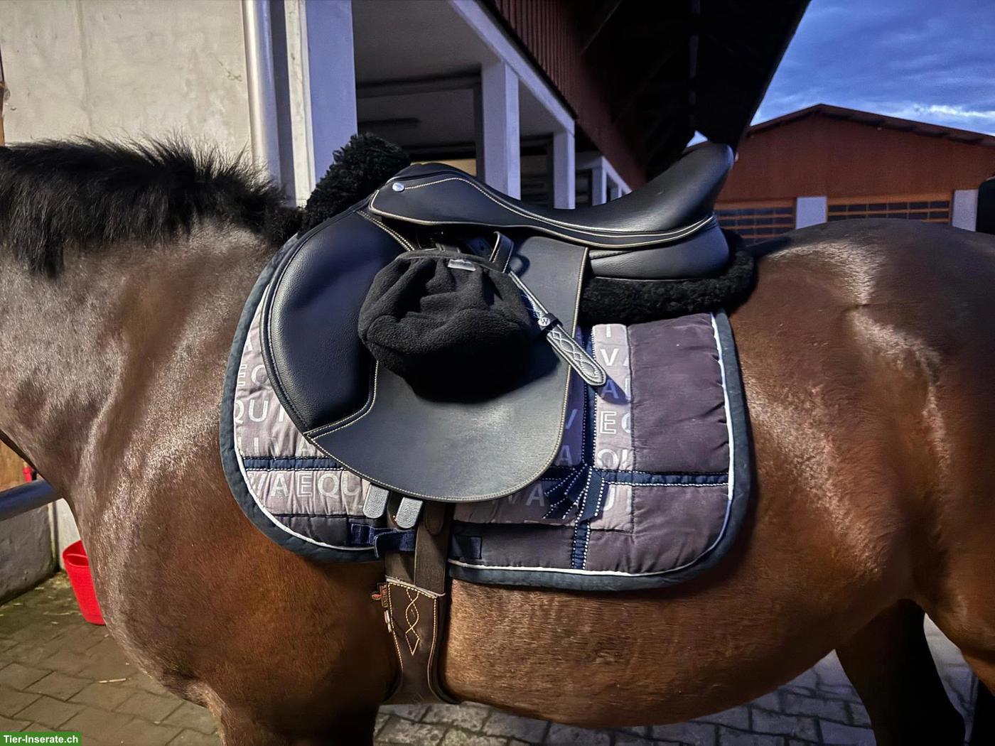 Bild 2: Wintec Vielseitigkeitssattel 17 Zoll zu verkaufen