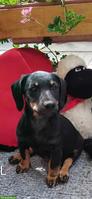 Dackel Mix Welpen suchen liebevolles Zuhause