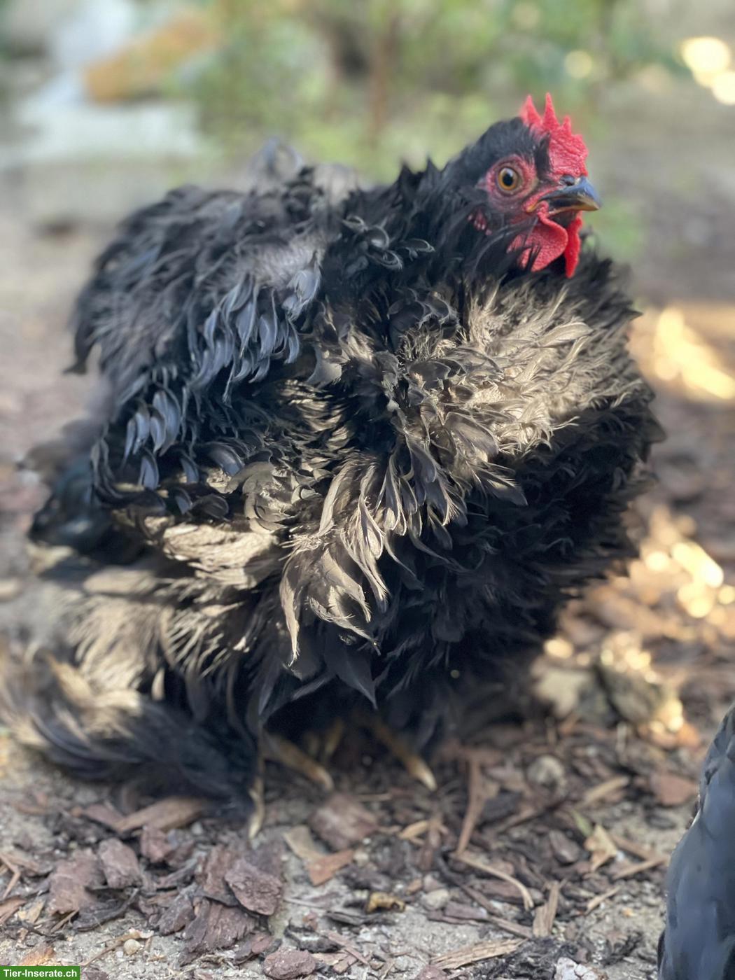 Flauschiger Zwerg Cochin Junghahn sucht neues Zuhause