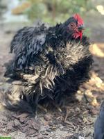 Flauschiger Zwerg Cochin Junghahn sucht neues Zuhause