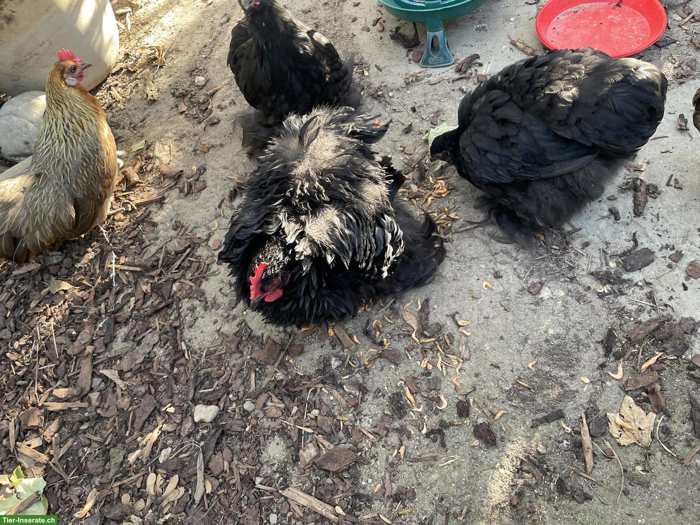 Bild 2: Flauschiger Zwerg Cochin Junghahn sucht neues Zuhause