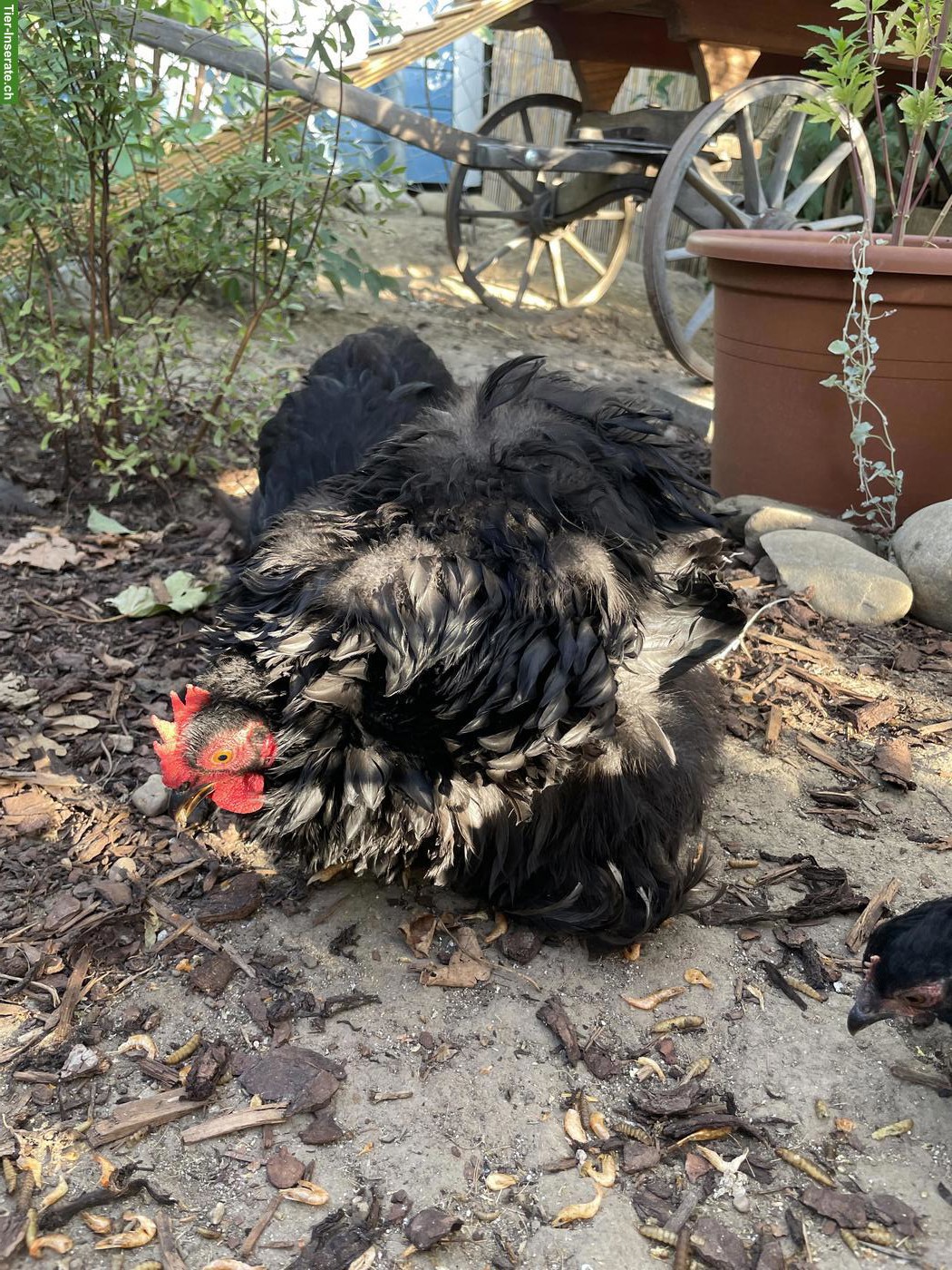 Bild 3: Flauschiger Zwerg Cochin Junghahn sucht neues Zuhause