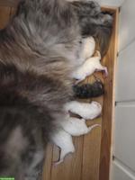 Sibirische Katze / Neva Masquarade Red Point Kitten