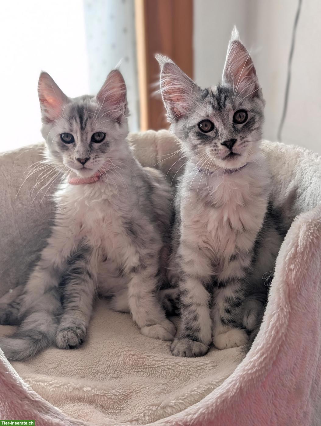 Wunderschöne Maine Coon Kitten mit Stammbaum