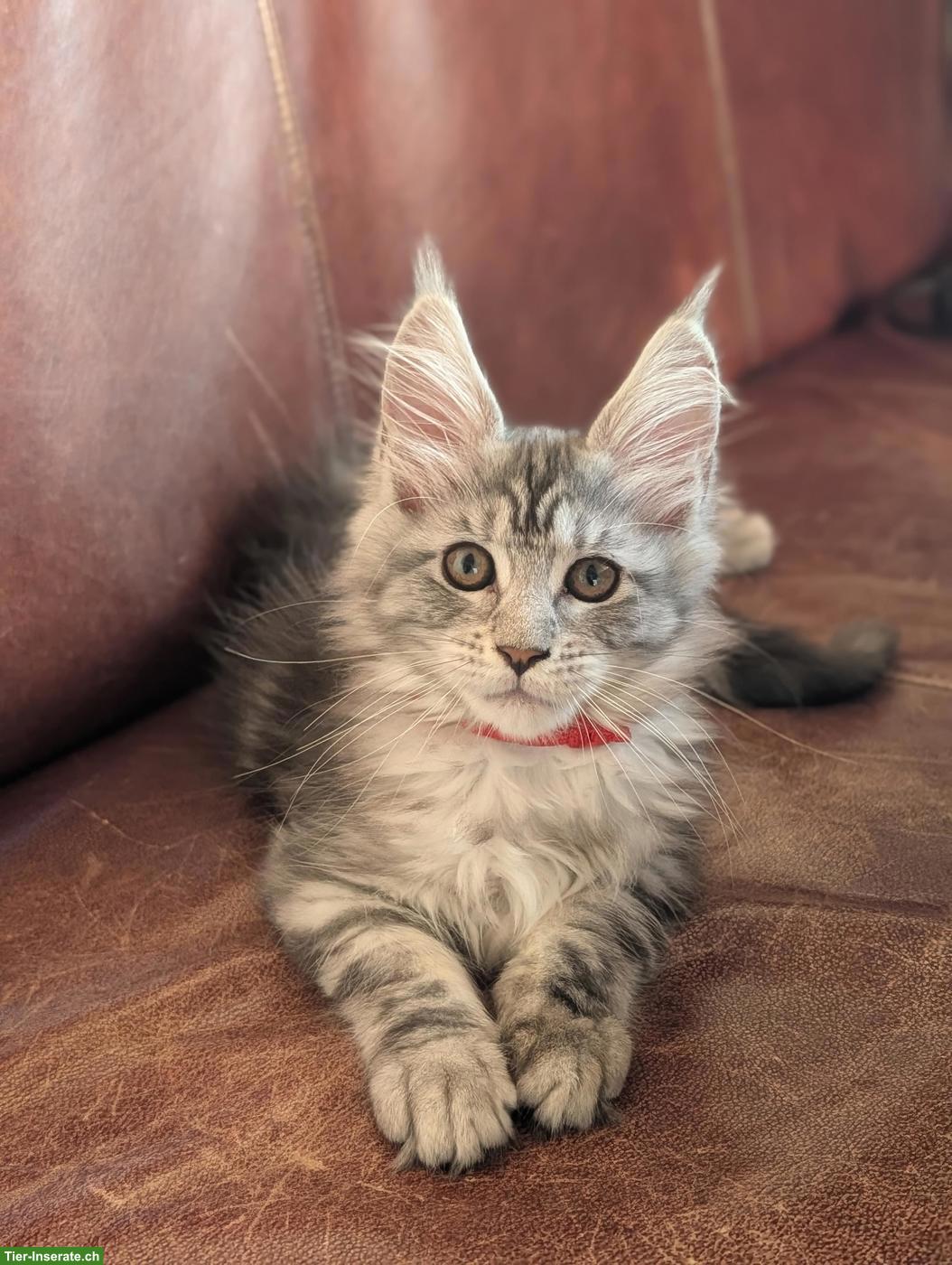 Bild 10: Wunderschöne Maine Coon Kitten mit Stammbaum
