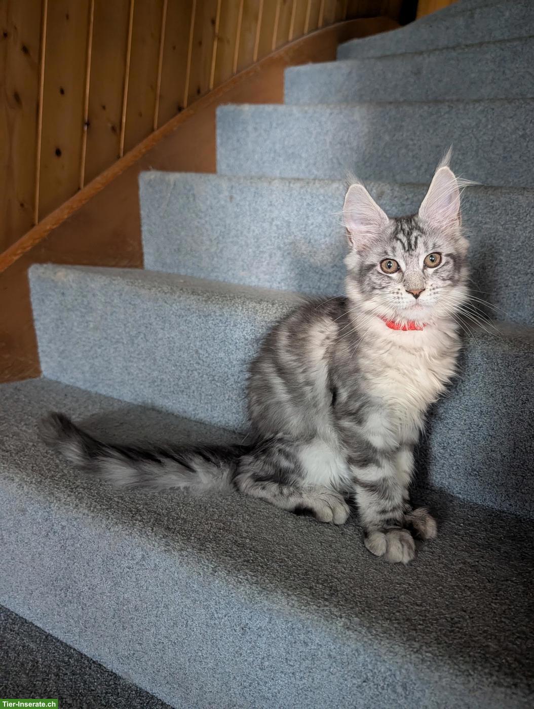 Bild 2: Wunderschöne Maine Coon Kitten mit Stammbaum