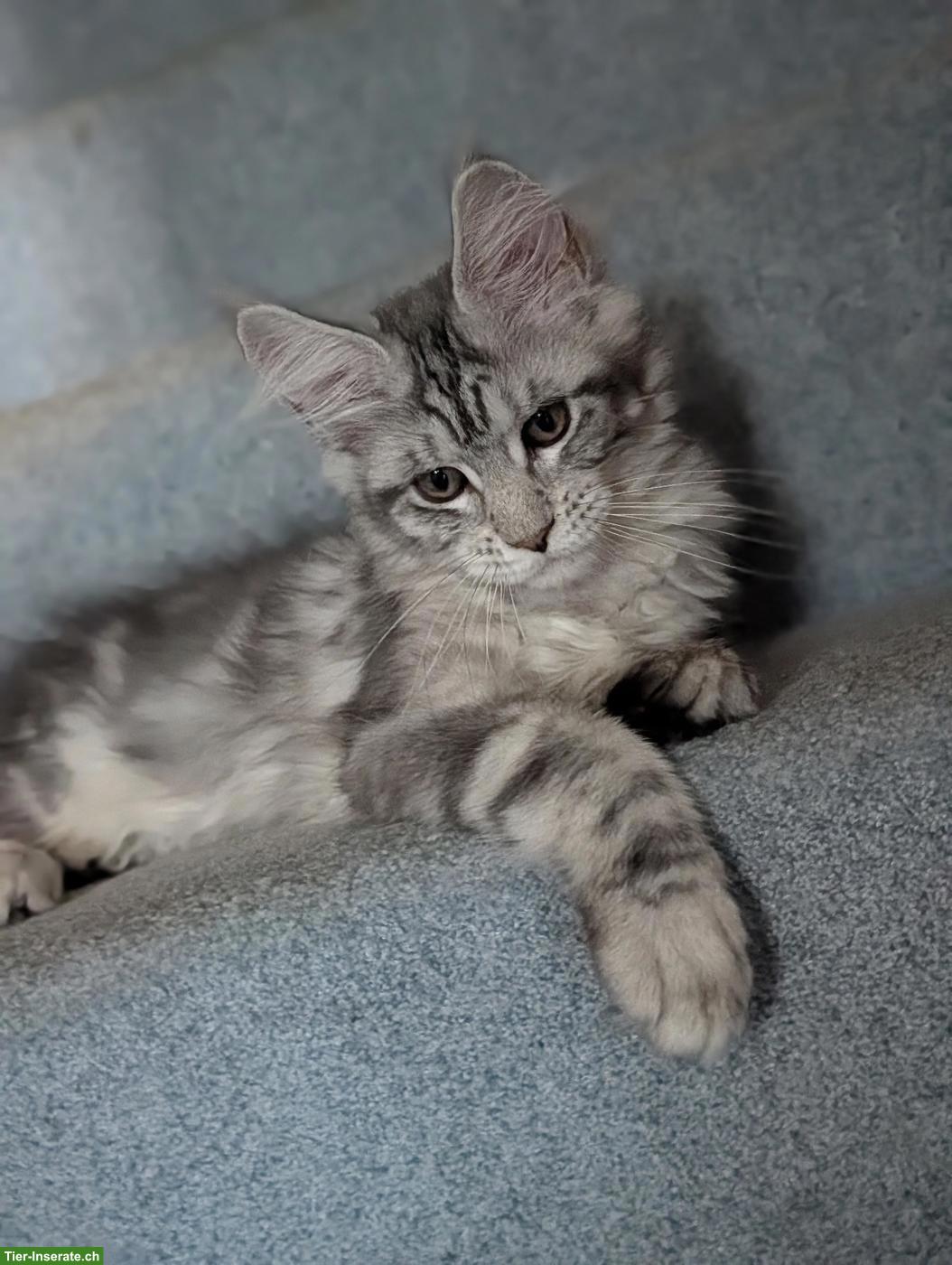 Bild 3: Wunderschöne Maine Coon Kitten mit Stammbaum