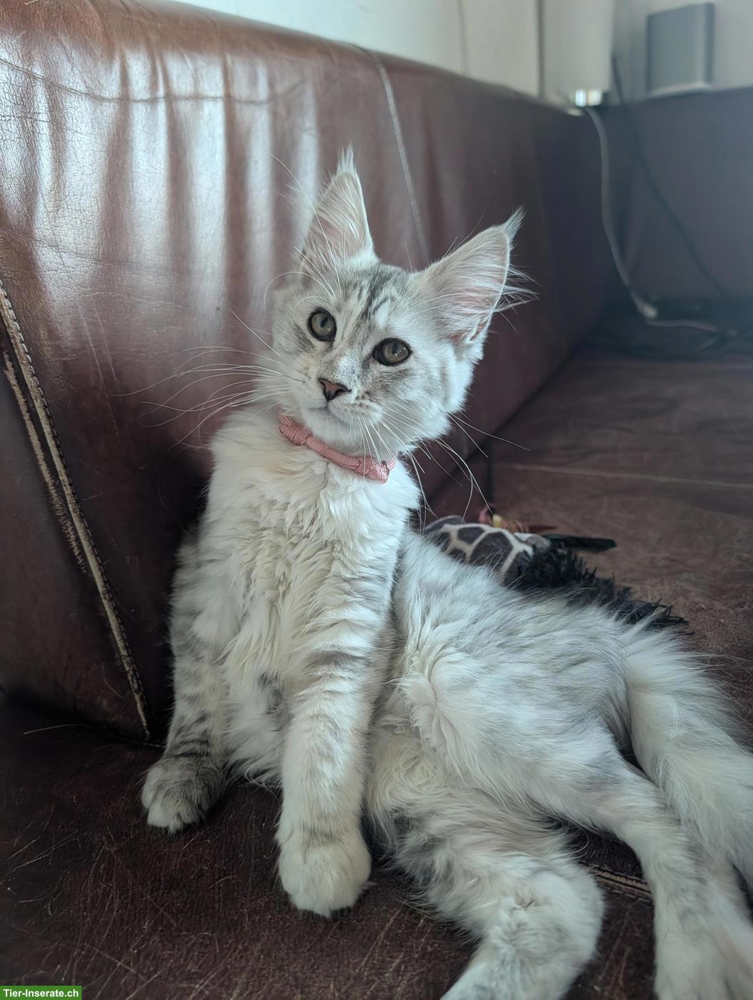 Bild 4: Wunderschöne Maine Coon Kitten mit Stammbaum