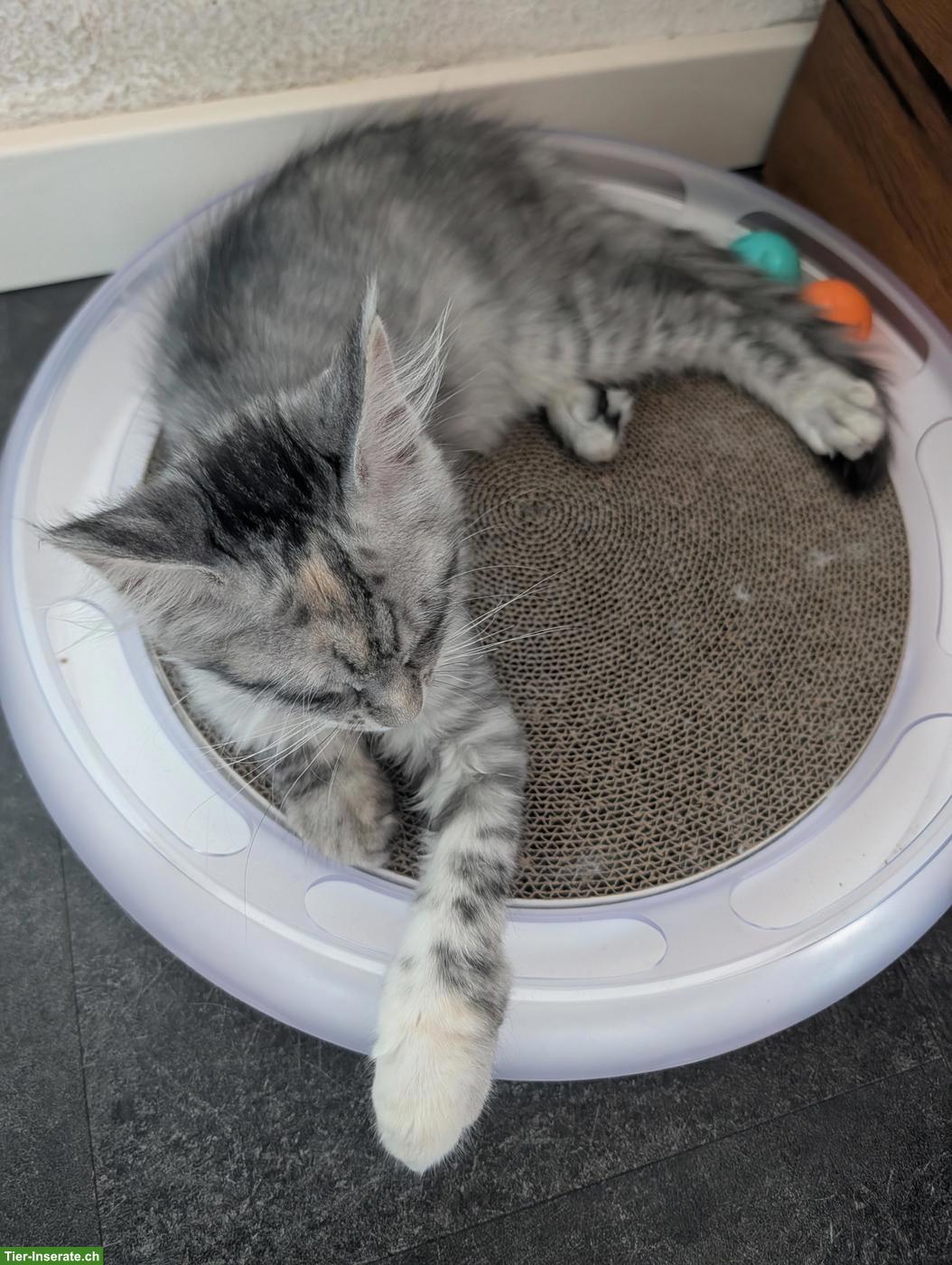 Bild 5: Wunderschöne Maine Coon Kitten mit Stammbaum