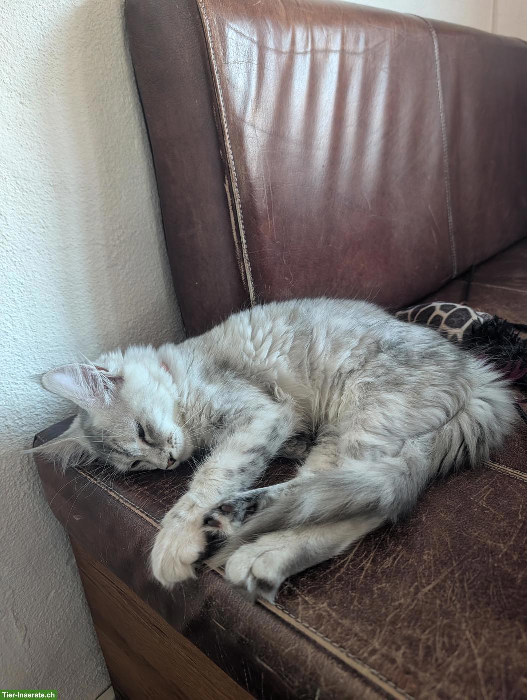 Bild 6: Wunderschöne Maine Coon Kitten mit Stammbaum