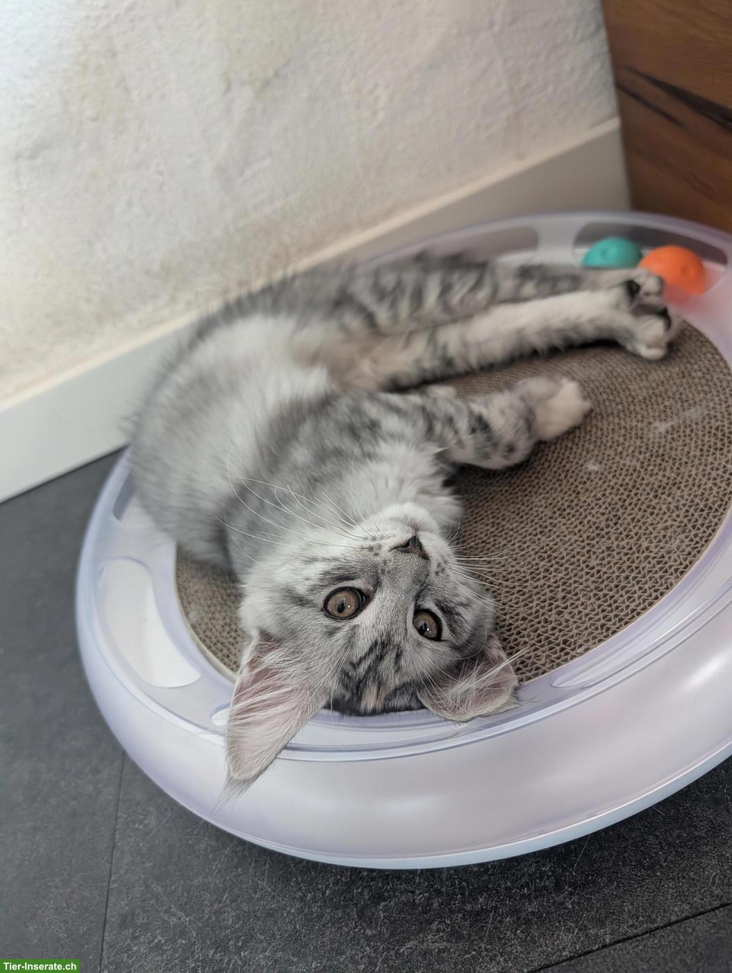Bild 7: Wunderschöne Maine Coon Kitten mit Stammbaum