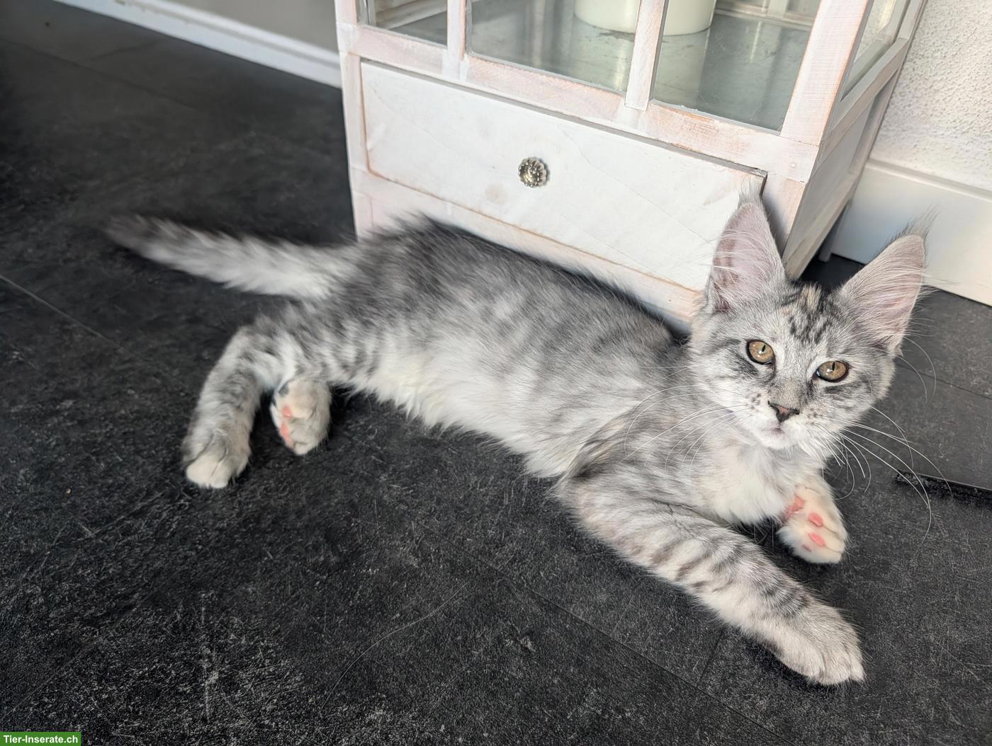 Bild 8: Wunderschöne Maine Coon Kitten mit Stammbaum