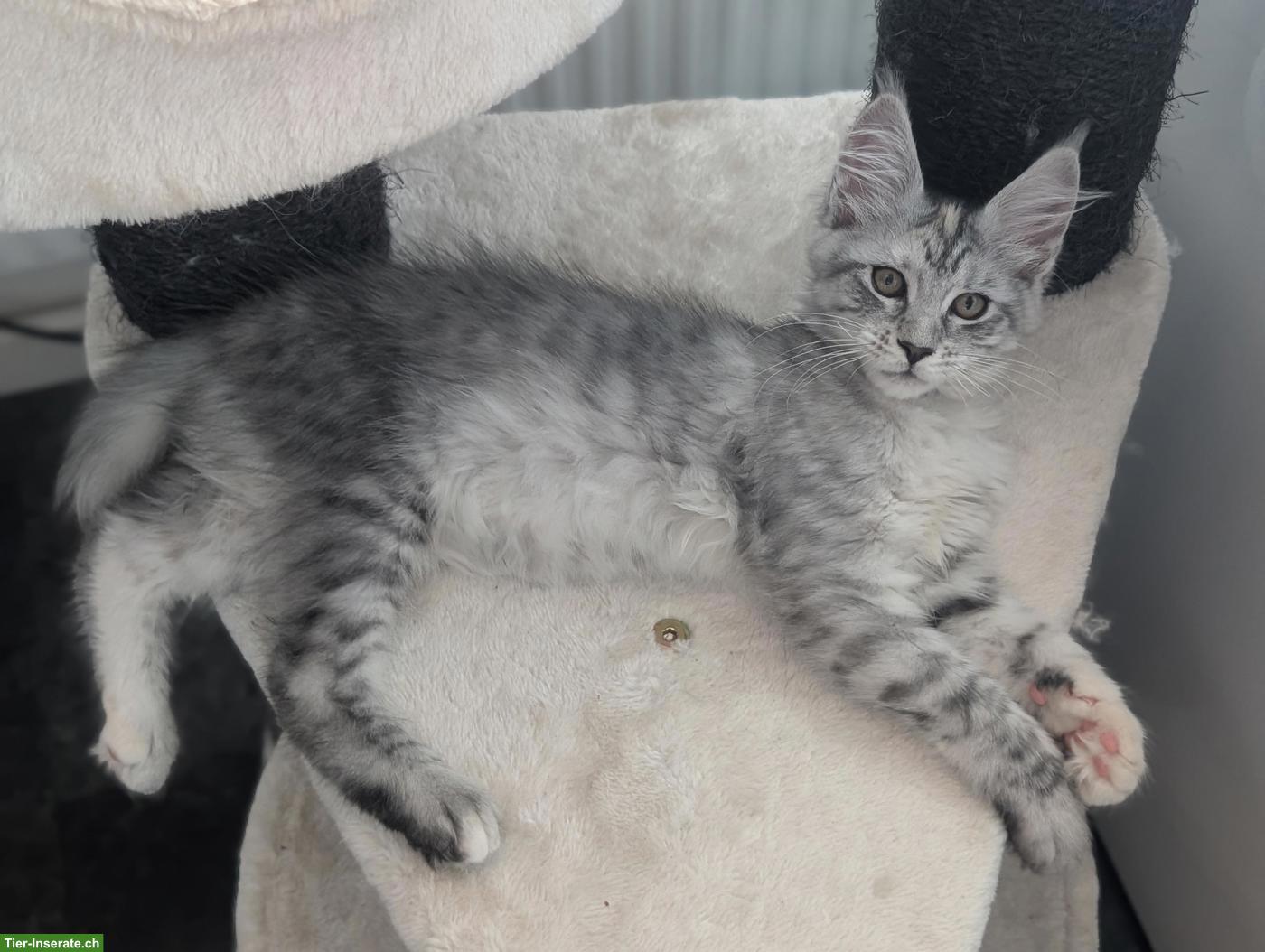 Bild 9: Wunderschöne Maine Coon Kitten mit Stammbaum