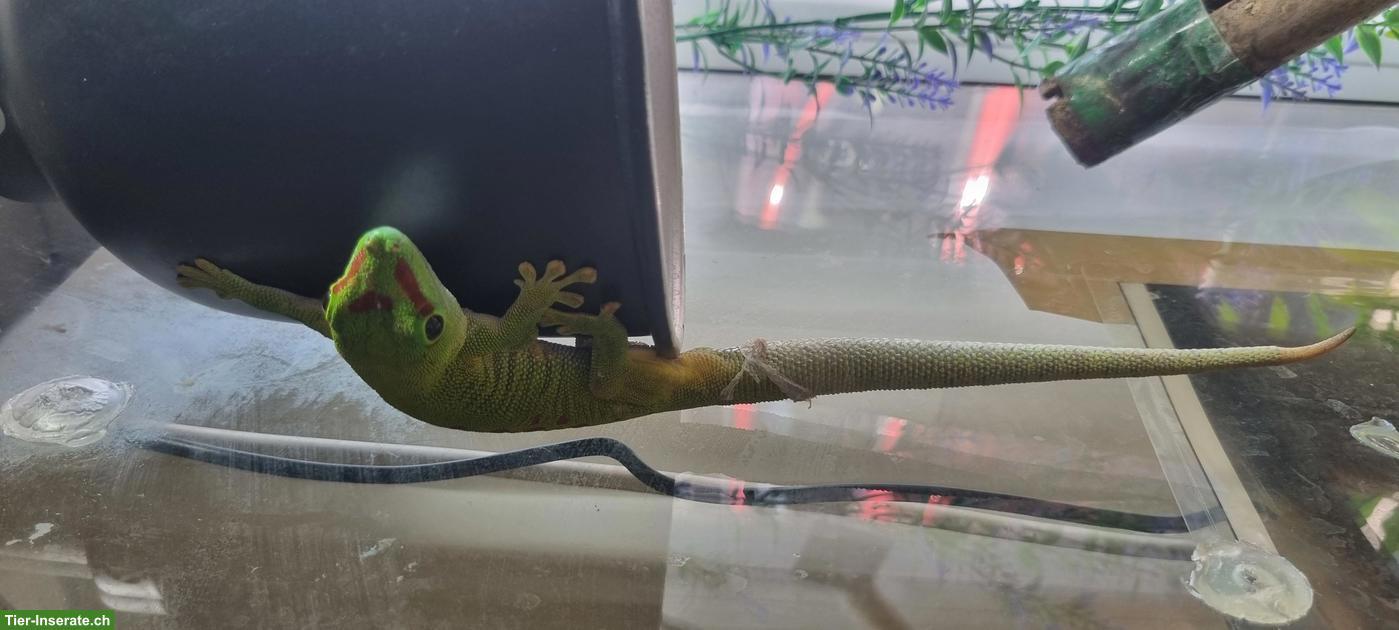 1.2.0 Madagaskar Taggecko zu verkaufen