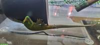 1.2.0 Madagaskar Taggecko zu verkaufen