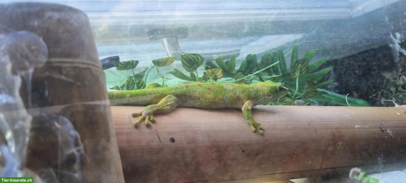 Bild 2: 1.2.0 Madagaskar Taggecko zu verkaufen