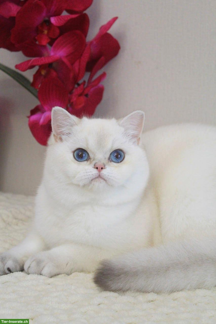 Bild 4: Süßer BKH Schmusekater, 1-jährig, black silver shaded point