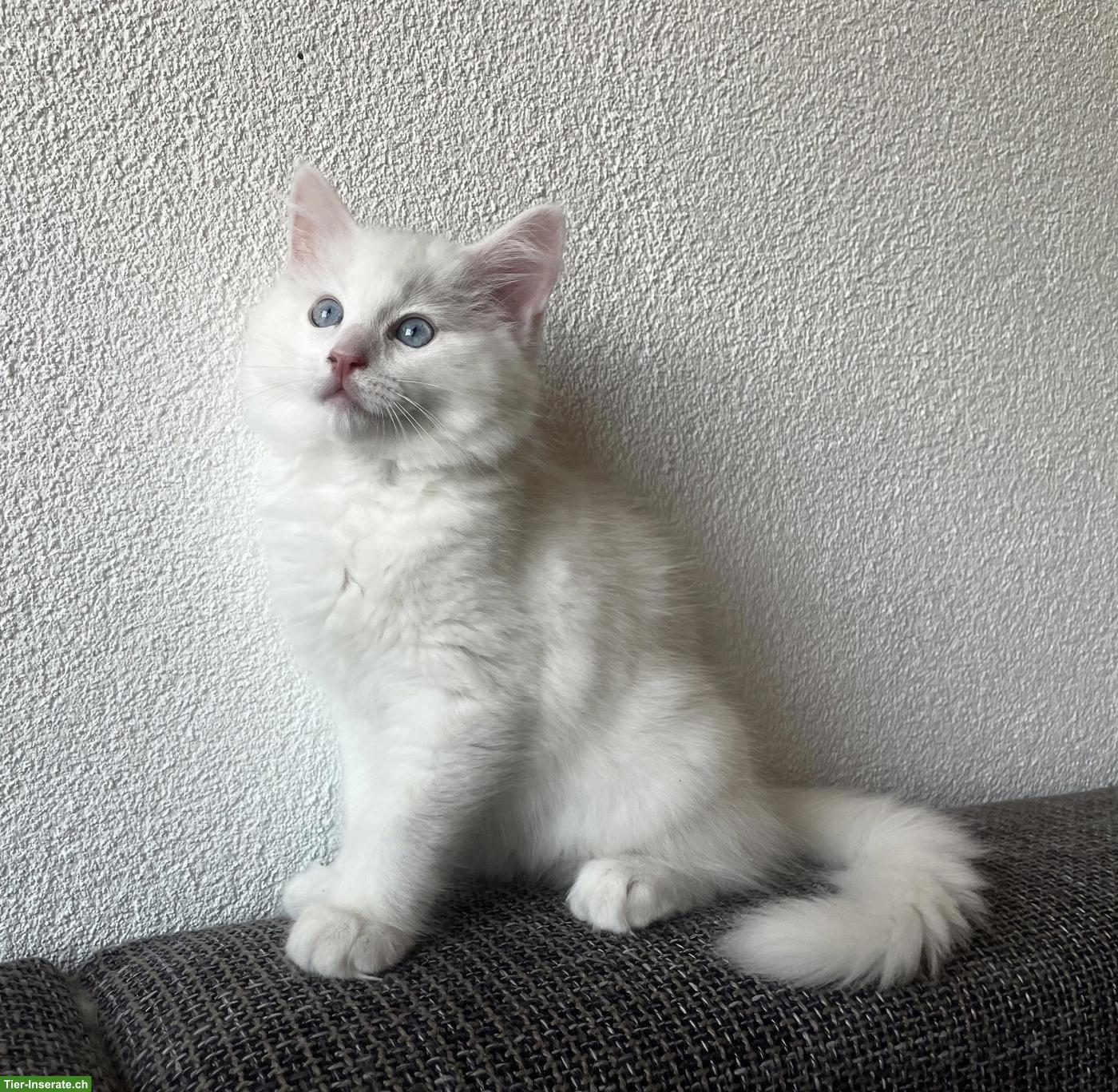Ragdoll Kitten (Kater) zu verkaufen