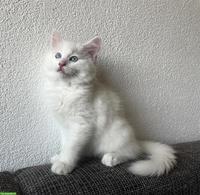 Ragdoll Kitten (Kater) zu verkaufen