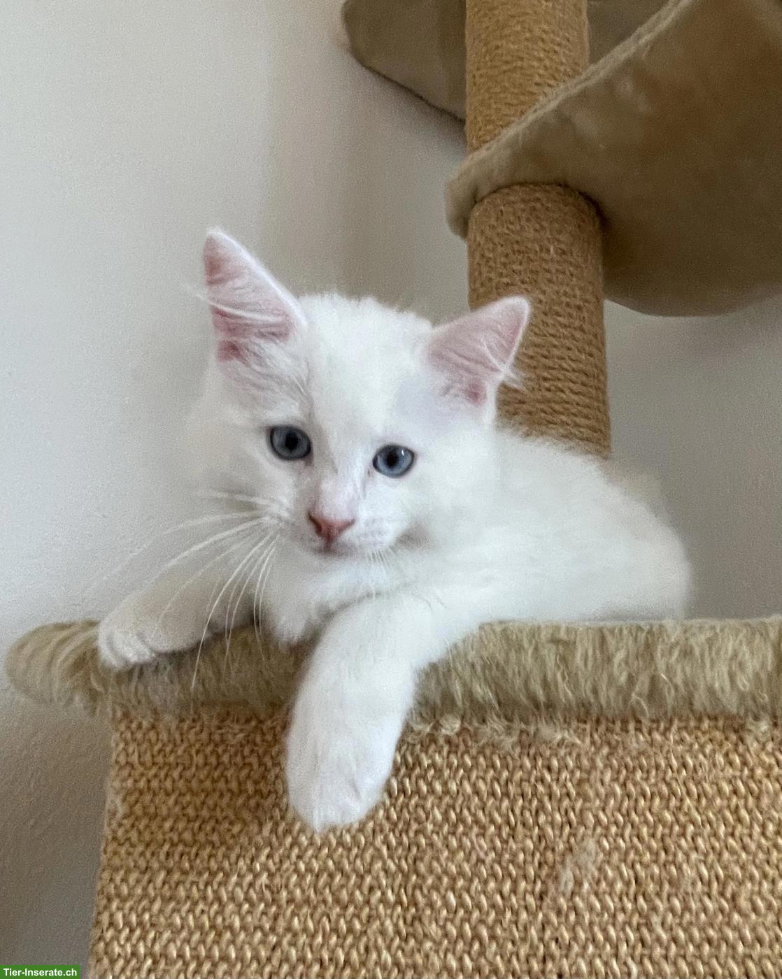 Bild 2: Ragdoll Kitten (Kater) zu verkaufen