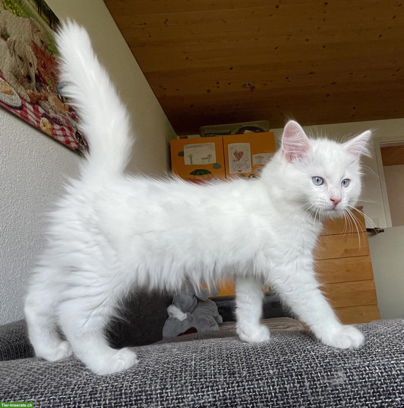 Bild 3: Ragdoll Kitten (Kater) zu verkaufen