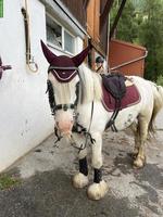 Liebenswerte Pony Stute, 8-jährig zu verkaufen