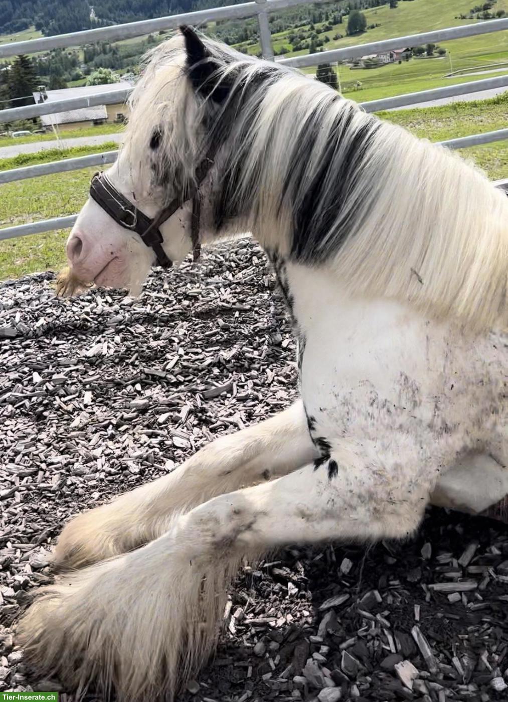 Bild 10: Liebenswerte Pony Stute, 8-jährig zu verkaufen